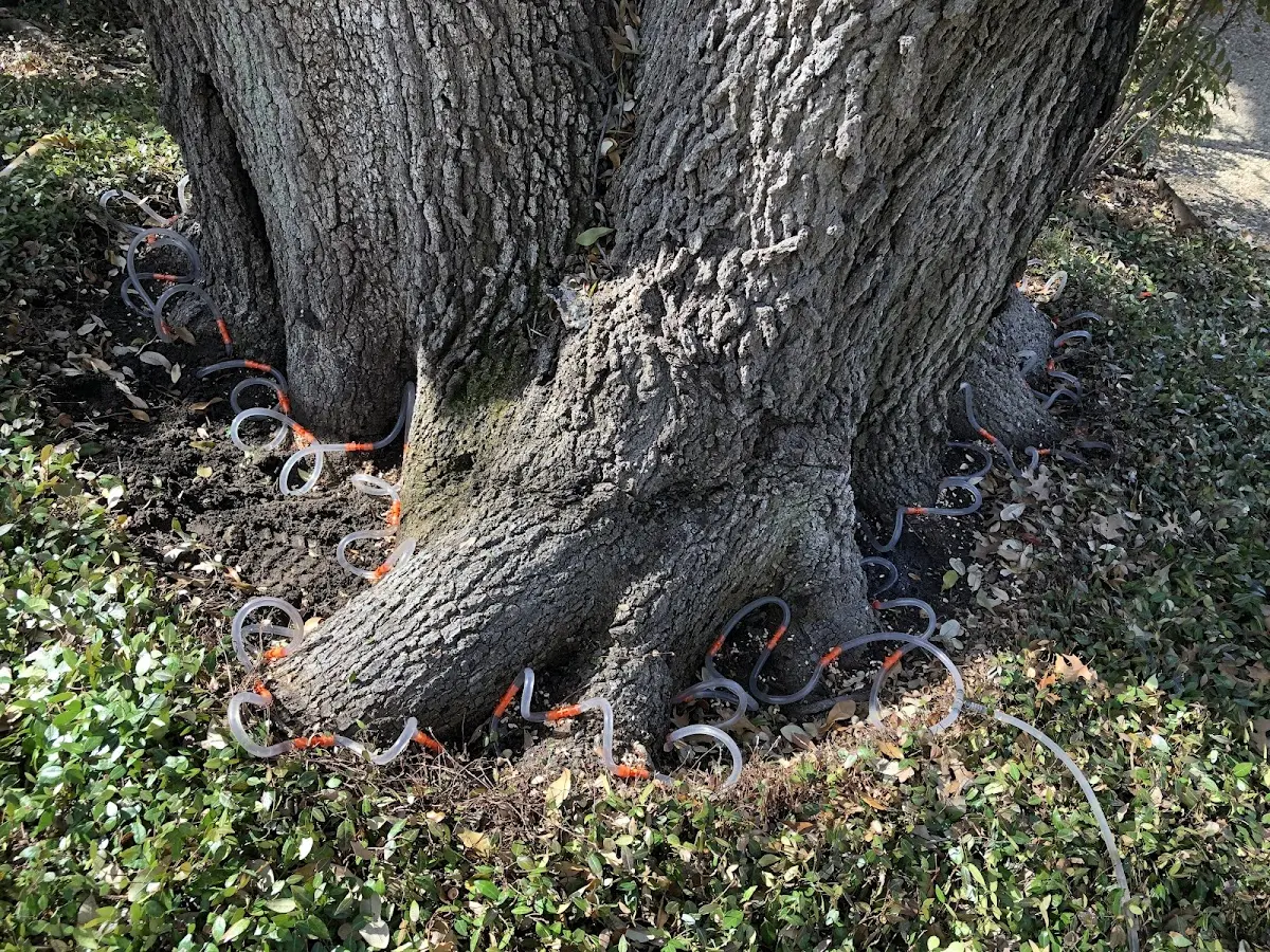Detailed Tree Cabling and Bracing job site in Walthourville