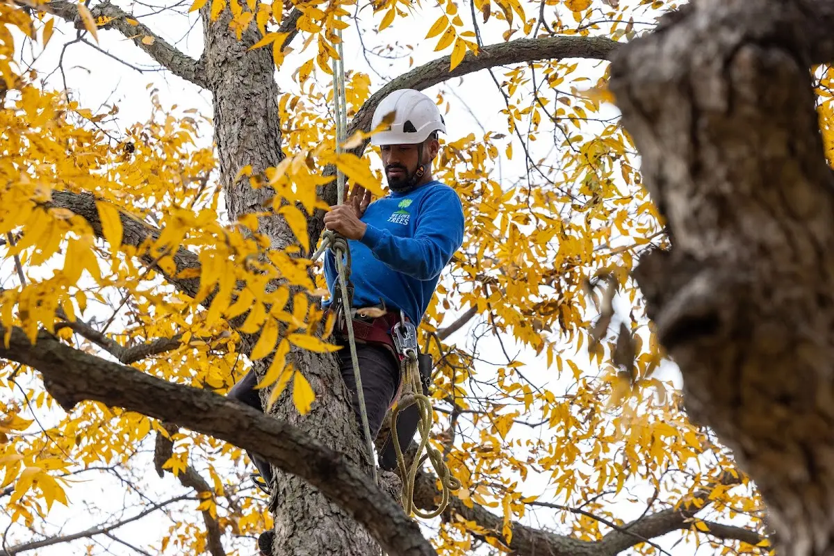 Skilled Tree Pruning crew working in Walthourville